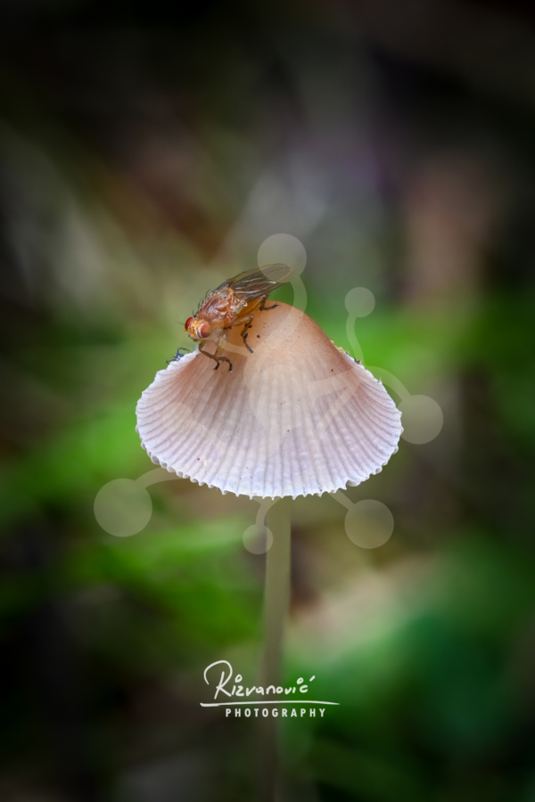 Delicate Balance — Pleated Inkcap and Fly (Parasola sp.) Small fly resting on the finely pleated cap of a Parasola mushroom against a softly blurred woodland background.