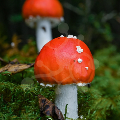 Forest Signal — Fly Agarics (Amanita muscaria) Two fly agarics (Amanita muscaria) with vivid red caps positioned at different depths within a green woodland setting.