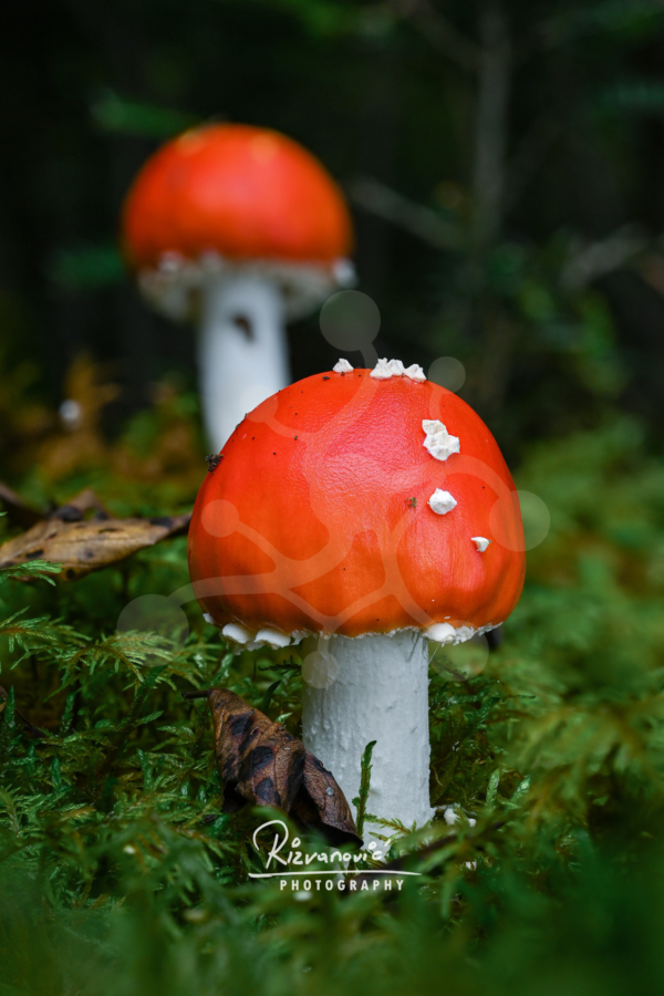 Two fly agarics (Amanita muscaria) with vivid red caps positioned at different depths within a green woodland setting.