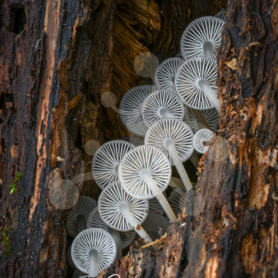 Hidden Geometry — Bonnet Mushrooms (Mycena sp.) Cluster of Mycena mushrooms growing inside decaying wood, with pale radial gills and slender stems viewed from below.