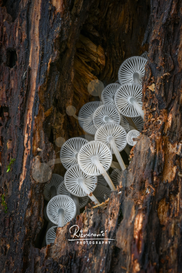 Cluster of Mycena mushrooms growing inside decaying wood, with pale radial gills and slender stems viewed from below.