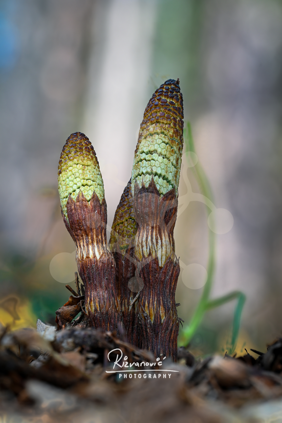 Horsetail Shoots - Equisetum sp. Young horsetail shoots with brown segmented stems and textured green tips emerging from the forest floor.
