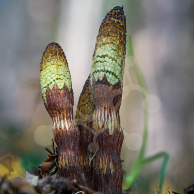 Horsetail Shoots - Equisetum sp. Young horsetail shoots with brown segmented stems and textured green tips emerging from the forest floor.