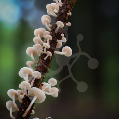 Tiny pale Marasmiellus mushrooms growing in a line along a fallen twig against a softly blurred woodland background.