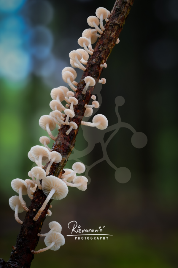 Tiny pale Marasmiellus mushrooms growing in a line along a fallen twig against a softly blurred woodland background.