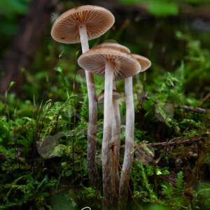 Cluster of slender Mycena mushrooms with exposed radial gills rising at different heights from a dense moss-covered forest floor.
