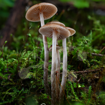 Cluster of slender Mycena mushrooms with exposed radial gills rising at different heights from a dense moss-covered forest floor.