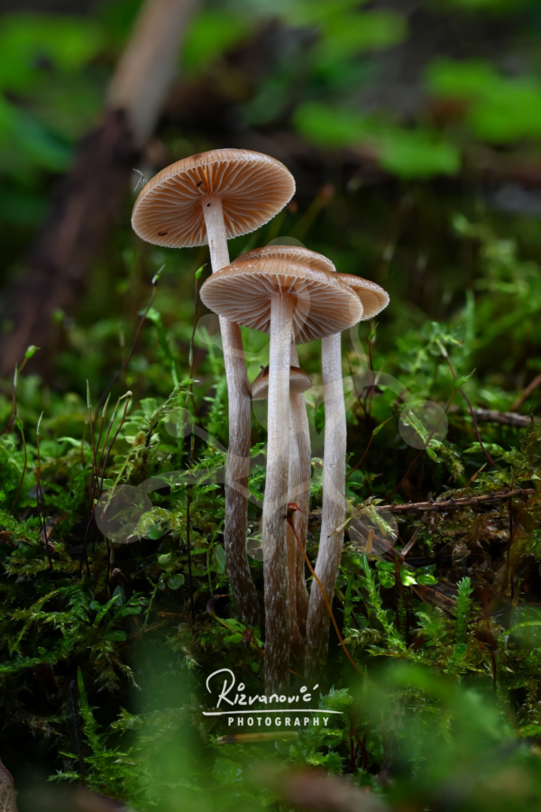 Cluster of slender Mycena mushrooms with exposed radial gills rising at different heights from a dense moss-covered forest floor.