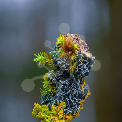 Living Mosaic - Lichens and Mosses A close-up of layered lichens and mosses growing across a small piece of decaying wood, with dark circular lichen forms and vivid yellow-green growth.