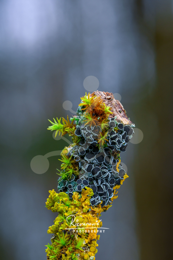 A close-up of layered lichens and mosses growing across a small piece of decaying wood, with dark circular lichen forms and vivid yellow-green growth.