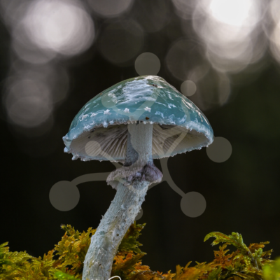 Mineral Glaze — Verdigris Roundhead (Stropharia sp.) Solitary Stropharia mushroom with a smooth glazed cap and curved stem against a dark woodland background.