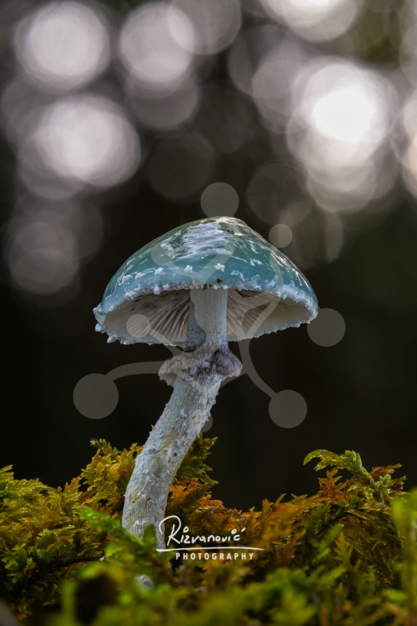 Mineral Glaze — Verdigris Roundhead (Stropharia sp.) Solitary Stropharia mushroom with a smooth glazed cap and curved stem against a dark woodland background.