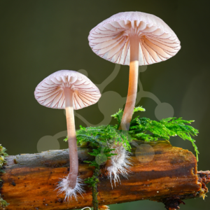 Two Mycena mushrooms with slender pale stems and visible radial gills rising at different heights against a softly blurred forest background.