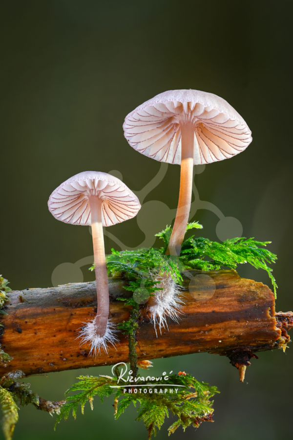 Parallel Study — Bonnet Mushrooms (Mycena sp.) Two Mycena mushrooms with slender pale stems and visible radial gills rising at different heights against a softly blurred forest background.