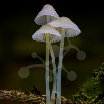 Three bonnet mushrooms (Mycena sp.) with long translucent stems and pale caps rising from the forest floor against a softly blurred woodland background.
