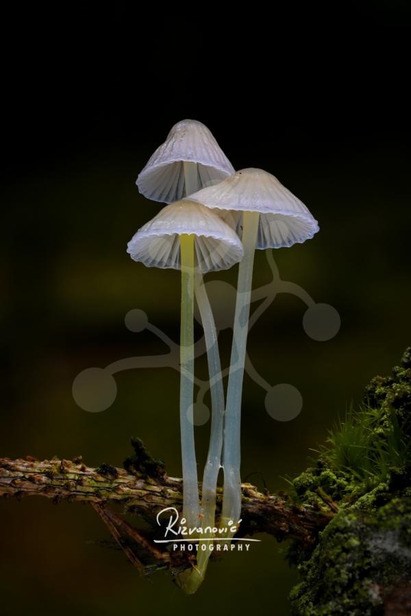 Three bonnet mushrooms (Mycena sp.) with long translucent stems and pale caps rising from the forest floor against a softly blurred woodland background.