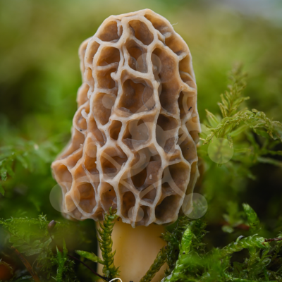 Quiet Intrigue — Morel (Morchella sp.) Solitary morel mushroom (Morchella sp.) with a deeply ridged and pitted cap growing among vivid green woodland moss.