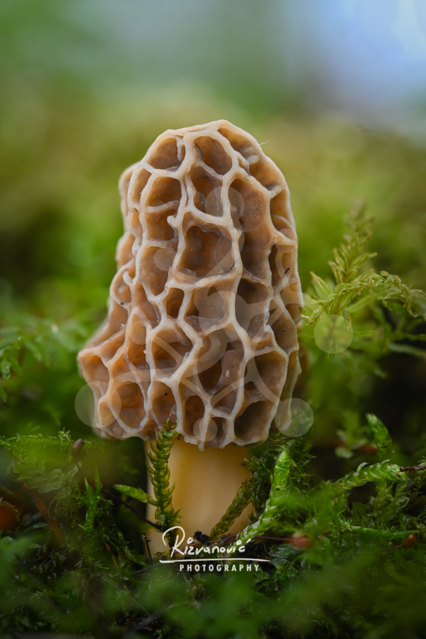 Quiet Intrigue — Morel (Morchella sp.) Solitary morel mushroom (Morchella sp.) with a deeply ridged and pitted cap growing among vivid green woodland moss.