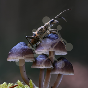 Forest insect resting across a cluster of dark bonnet mushrooms with pale stems growing from bright green moss.