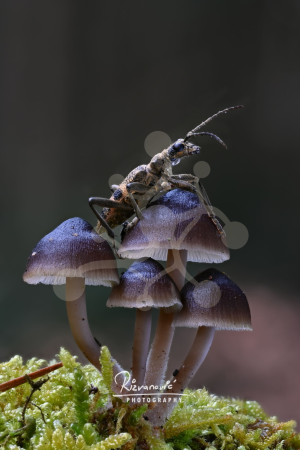 Shared Ground — Bonnet Mushrooms and Forest Insect Forest insect resting across a cluster of dark bonnet mushrooms with pale stems growing from bright green moss.