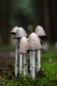 A group of shaggy inkcap mushrooms (Coprinus comatus) rising from moss in a dark woodland setting.