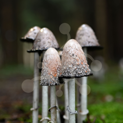 Silver Procession — Shaggy Inkcaps (Coprinus comatus) A group of shaggy inkcap mushrooms (Coprinus comatus) rising from moss in a dark woodland setting.