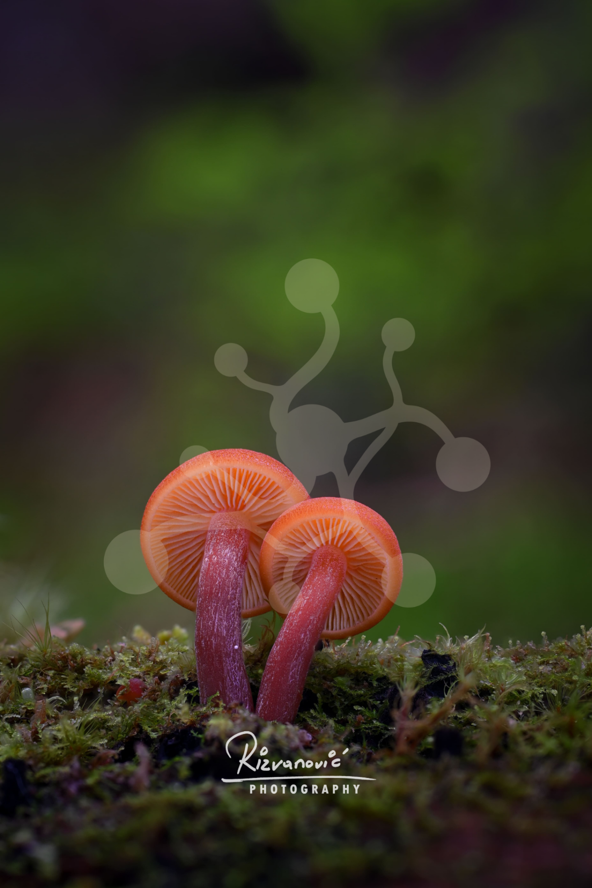 Two in Red — Woodland Mushrooms Two vivid red woodland mushrooms with exposed radial gills and slender stems growing from a moss-covered forest floor.