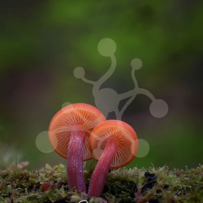 Two in Red — Woodland Mushrooms Two vivid red woodland mushrooms with exposed radial gills and slender stems growing from a moss-covered forest floor.