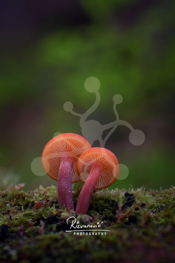 Two vivid red woodland mushrooms with exposed radial gills and slender stems growing from a moss-covered forest floor.