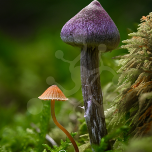 Large violet webcap mushroom (Cortinarius sp.) beside a much smaller amber-toned woodland mushroom on the forest floor.