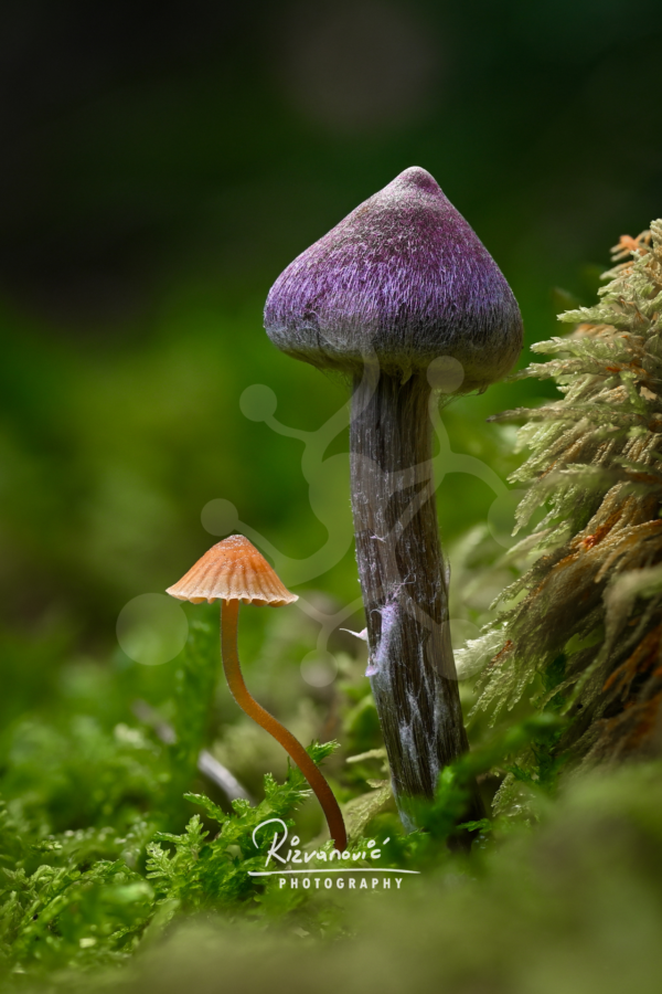 Large violet webcap mushroom (Cortinarius sp.) beside a much smaller amber-toned woodland mushroom on the forest floor.