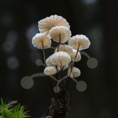 Bela tišina — Šumske gljive (Marasmius sp.) Grupa svetlih gljiva roda Marasmius sa fino naboranim klobucima i tankim crvenkastosmeđim drškama raste iz raspadajućeg drveta.