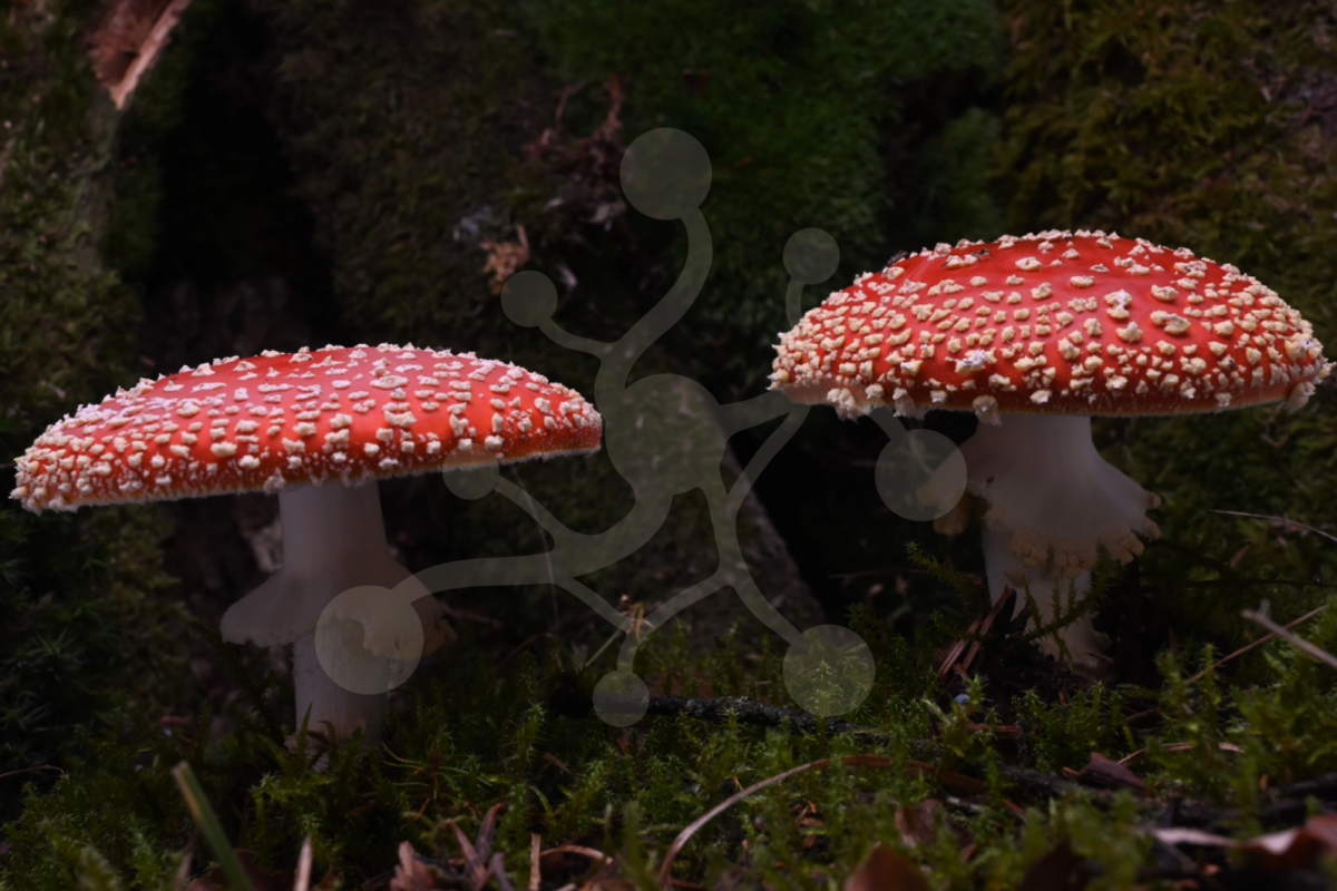 Amanita muscaria time-lapse preview Amanita muscaria time-lapse preview photo