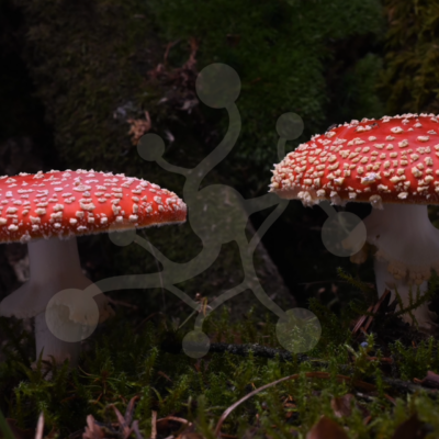 Amanita muscaria time-lapse preview Amanita muscaria time-lapse preview photo
