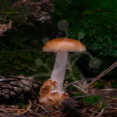 Tawny Grisette (Amanita fulva) emerging and developing in a time-lapse video preview