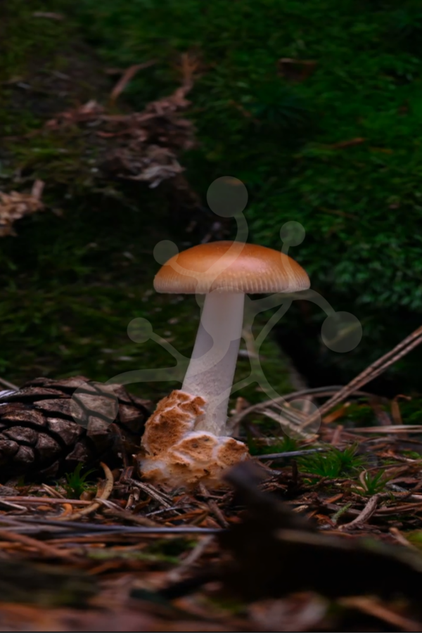 Tawny Grisette (Amanita fulva) emerging and developing in a time-lapse video preview