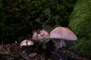 Blusher mushroom (Amanita rubescens) emerging from the forest floor in a time-lapse video preview