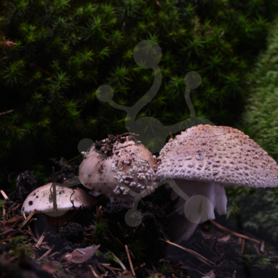 Blusher mushroom (Amanita rubescens) emerging from the forest floor in a time-lapse video preview