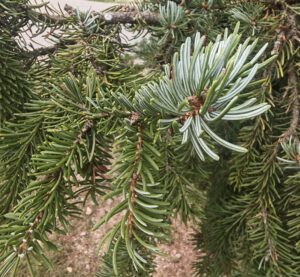 Close-up of Pančić spruce (Picea omorika) needles showing pale stomatal bands on their undersides.