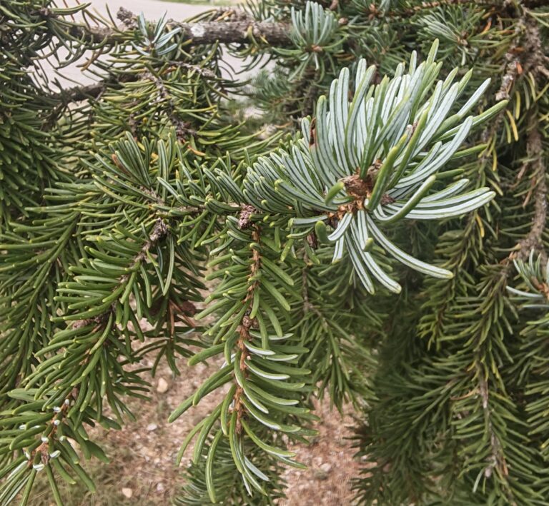 Close-up of Pančić spruce (Picea omorika) needles showing pale stomatal bands on their undersides.