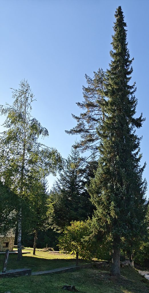 Cultivated Pančić spruce (Picea omorika) showing its tall, narrow crown in a managed landscape on Tara Mountain.