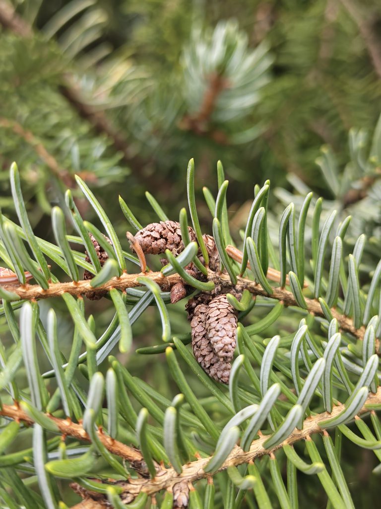 Close-up of Pančić spruce (Picea omorika) foliage showing flattened needles and their contrasting green and pale surfaces.