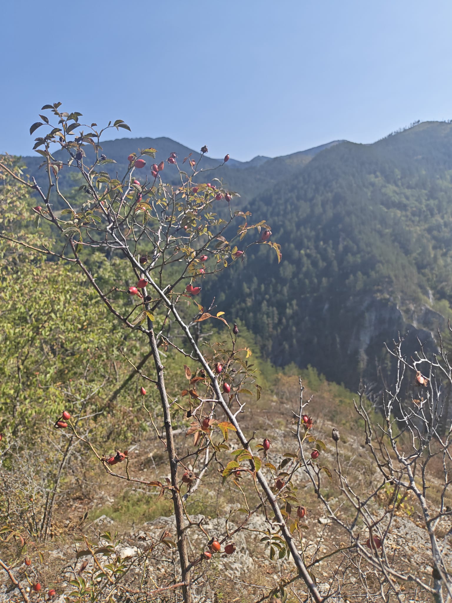 The rose hips in the foreground of mountain slope