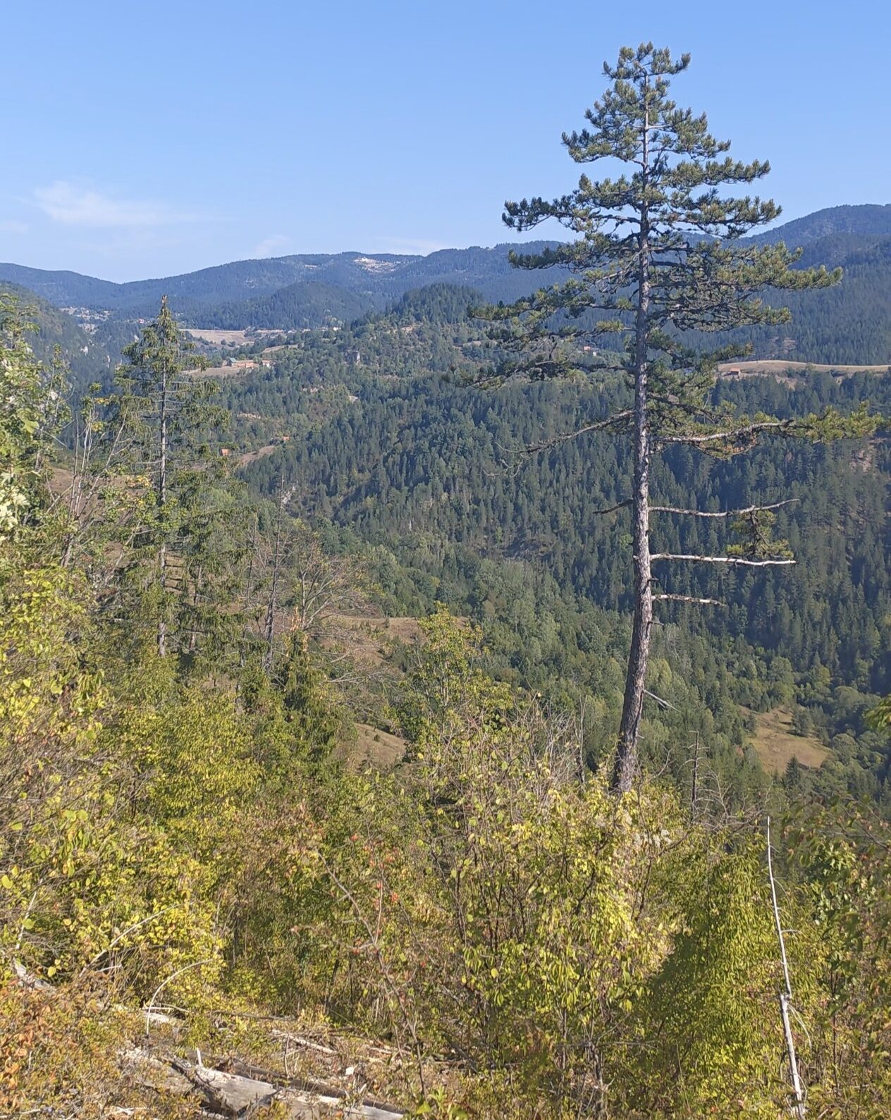 Forest, scrub and exposed rocky ground forming a habitat mosaic on the slopes around Sklopovi, Tara Mountain.