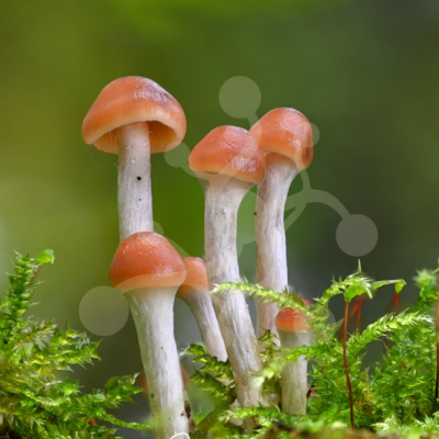 A group of slender woodland mushrooms with apricot-coloured caps growing among bright green moss against a softly blurred forest background.