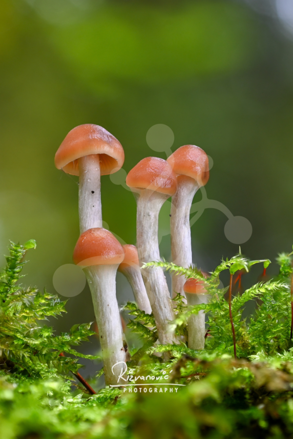 A group of slender woodland mushrooms with apricot-coloured caps growing among bright green moss against a softly blurred forest background.