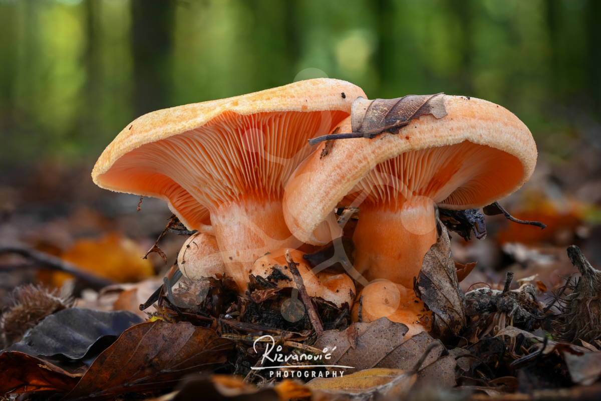 Apricot Shelter — Woodland Mushrooms — Almir Rizvanović Two apricot-toned woodland mushrooms growing close together on the forest floor among leaves and twigs, with softly visible gills and a blurred woodland background.