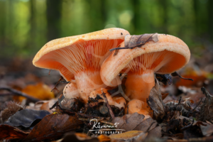 Apricot Shelter — Woodland Mushrooms — Almir Rizvanović Two apricot-toned woodland mushrooms growing close together on the forest floor among leaves and twigs, with softly visible gills and a blurred woodland background.