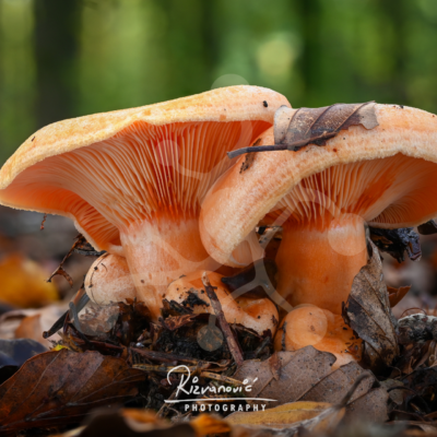 Apricot Shelter — Woodland Mushrooms — Almir Rizvanović Two apricot-toned woodland mushrooms growing close together on the forest floor among leaves and twigs, with softly visible gills and a blurred woodland background.