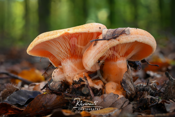 Two apricot-toned woodland mushrooms growing close together on the forest floor among leaves and twigs, with softly visible gills and a blurred woodland background.